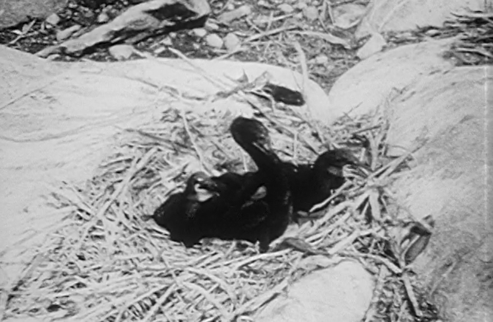 a-bird-city-cormorant-chicks-wait-for-food-from-their-parents