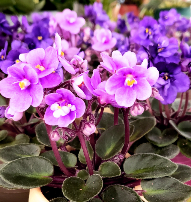 african-violet