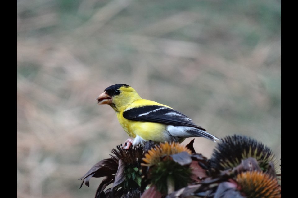 American Goldfinch                               