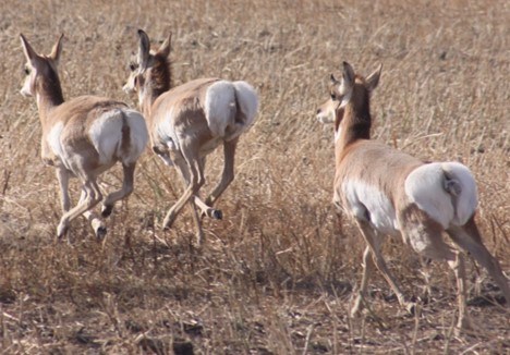 antelope-field-mj