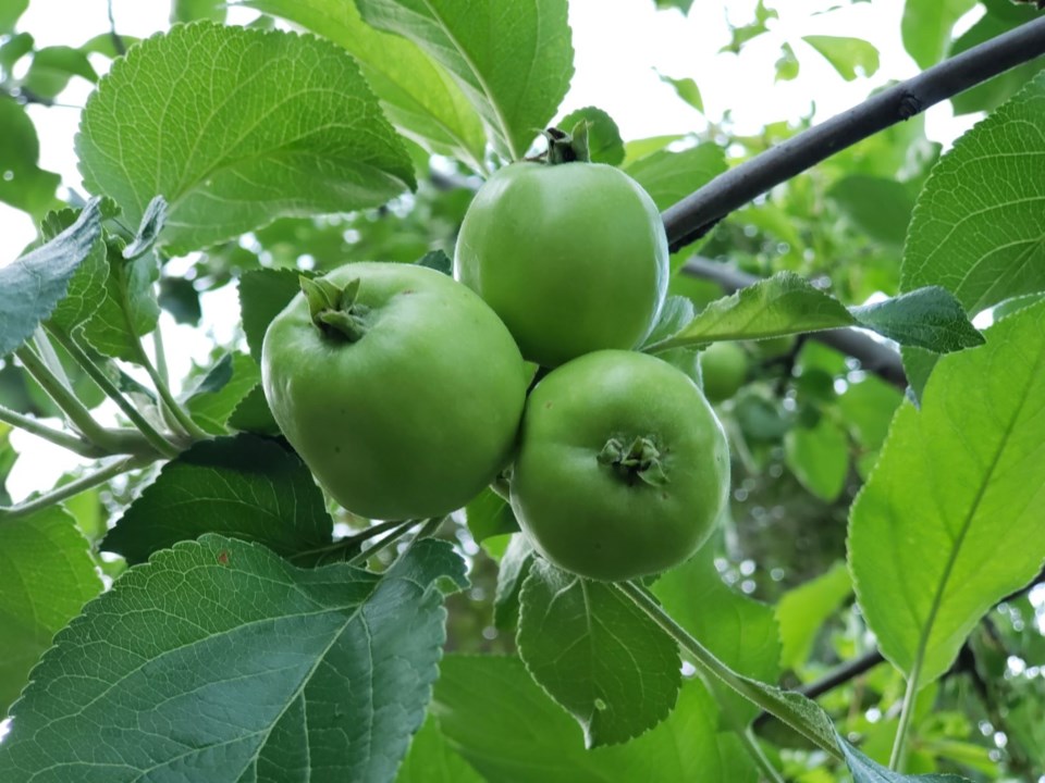 apples-growing