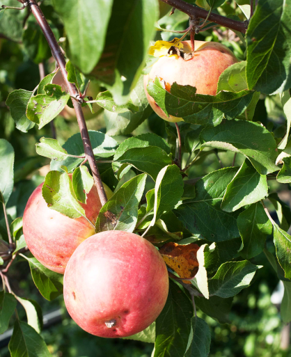apples