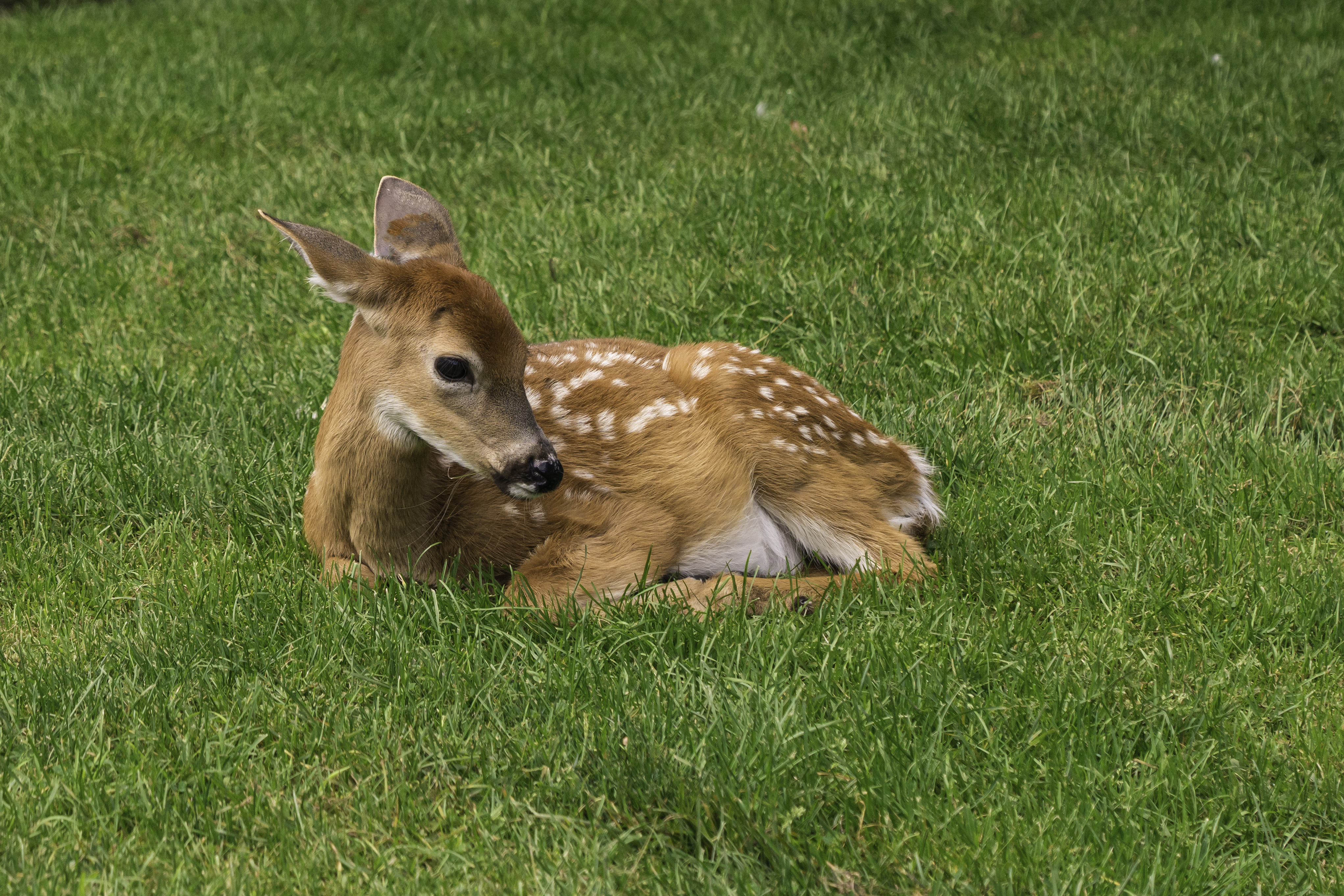 Help young wild animals by leaving them alone Help young wild animals by leaving them alone