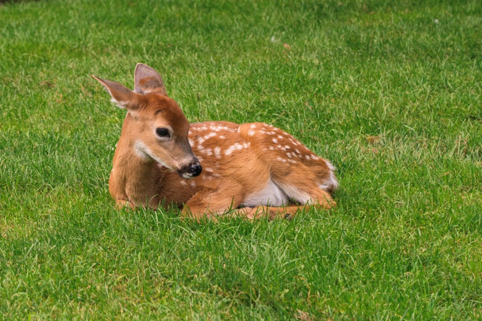 baby deer 