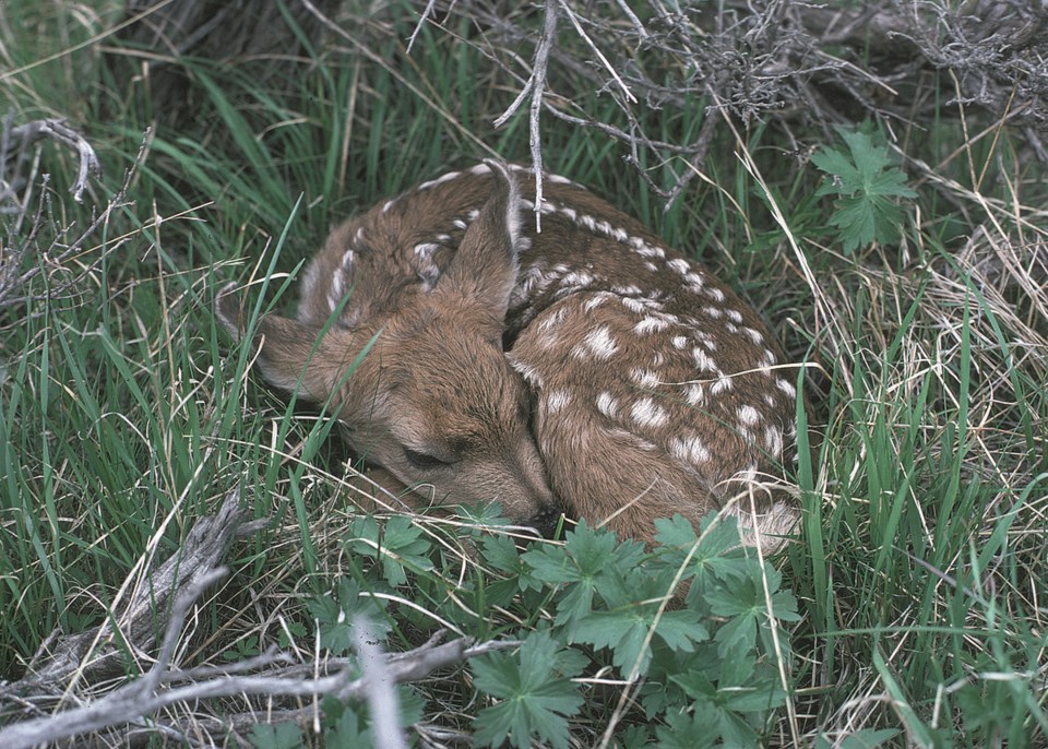 BabyFawn2