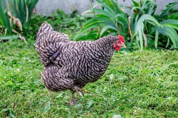barred-plymouth-rock-chicken