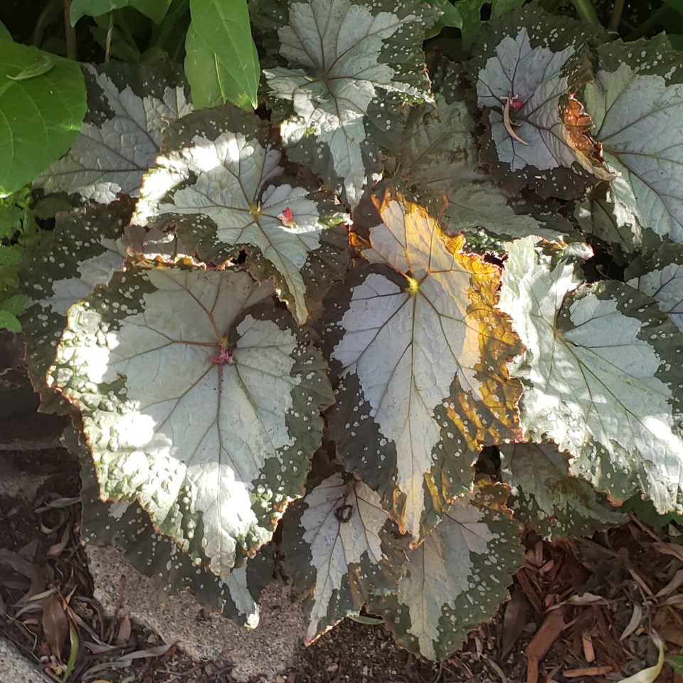 begonia