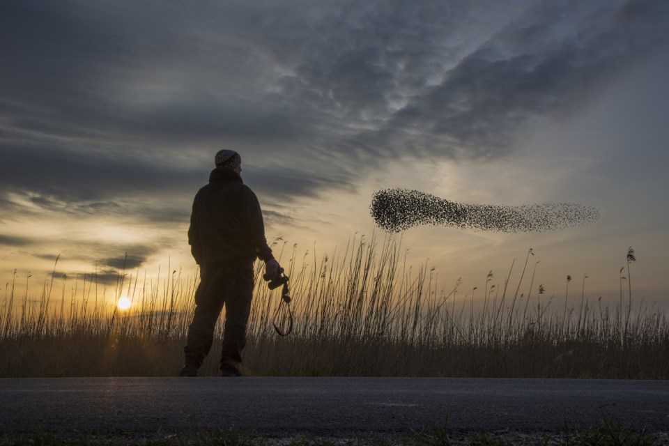 A birder watches a flock of migrating starlings as the sun sets