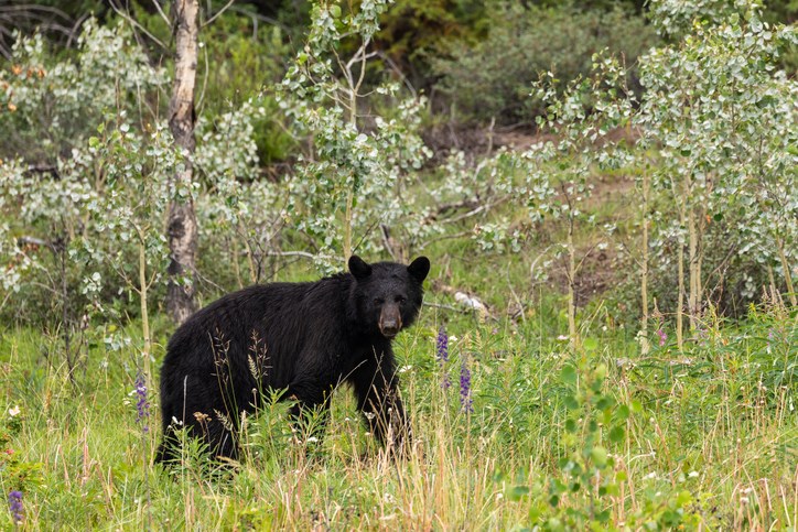 black bear getty images