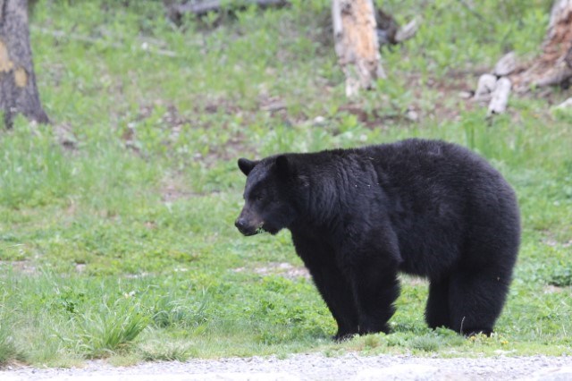 Black Bear supplied