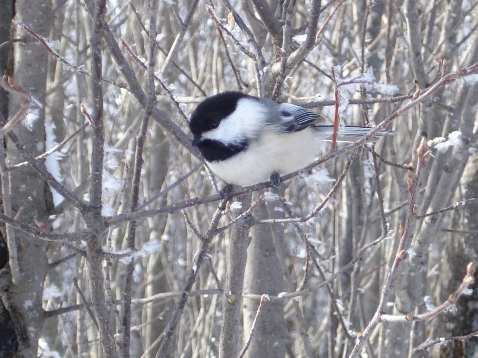 Black capped chickadee