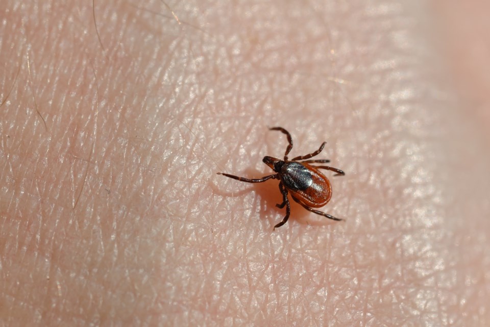 black legged tick shutterstock