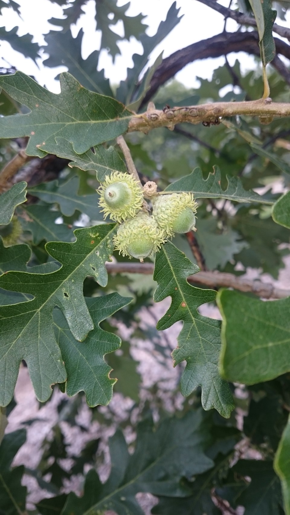 bur-oak-green-acorns