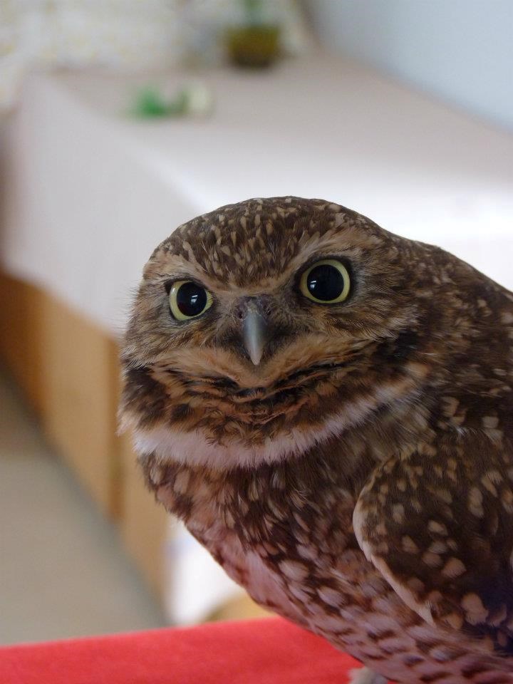 burrowing-owl-1