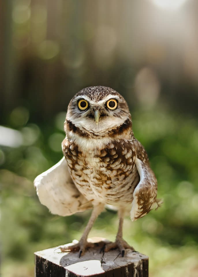 burrowing-owl-2