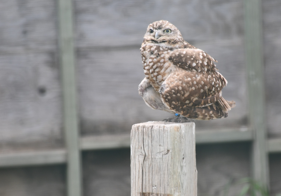 burrowing owl enclosure robert thomas photo