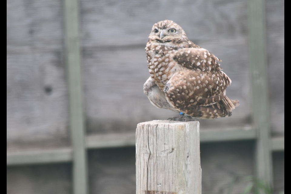 A burrowing owl in its enclosure on Thursday afternoon.
