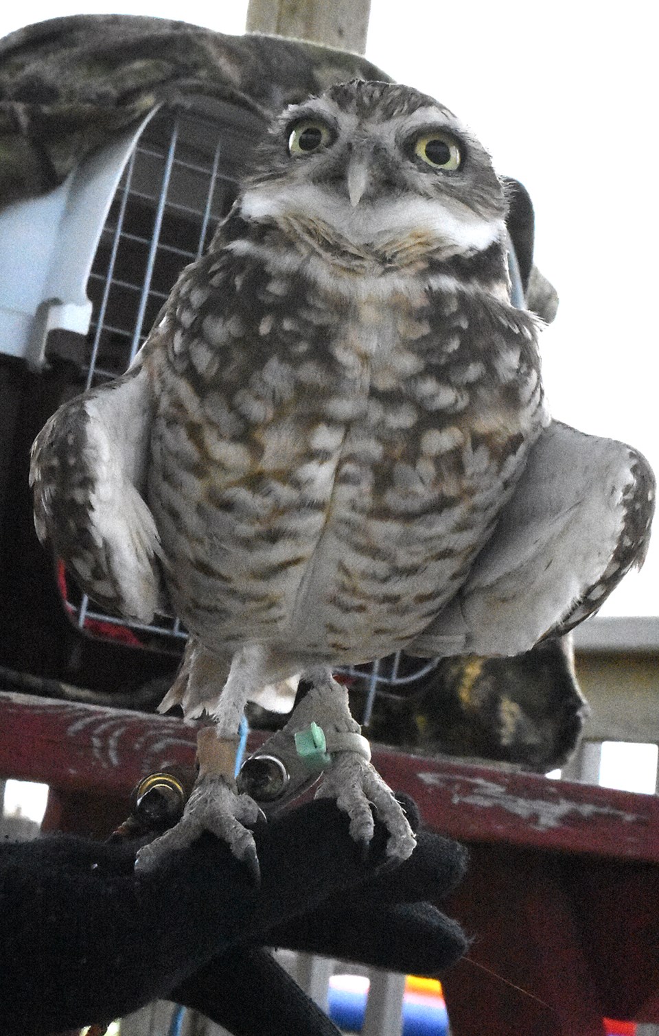 Burrowing owl open house3