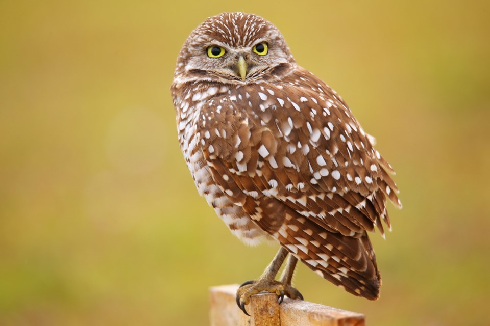 burrowing owl shutterstock
