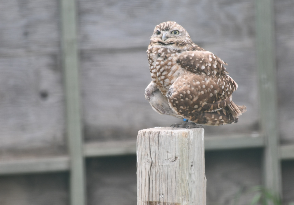 burrowing owl