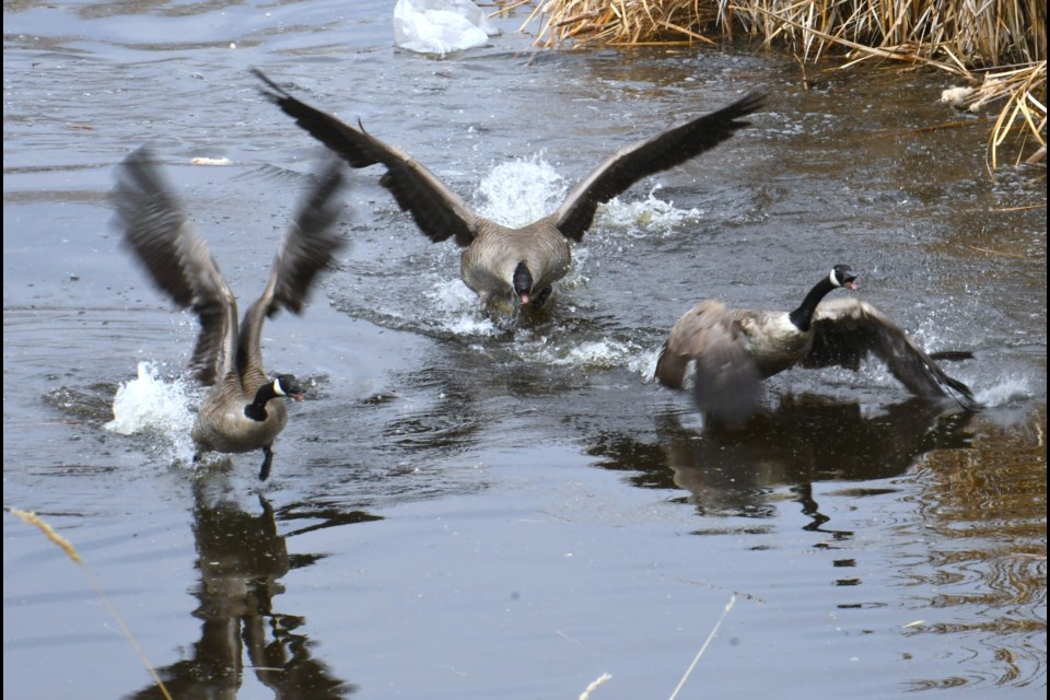 A few Canadian geese scrap on Thunder Creek around their seasonal nesting site.