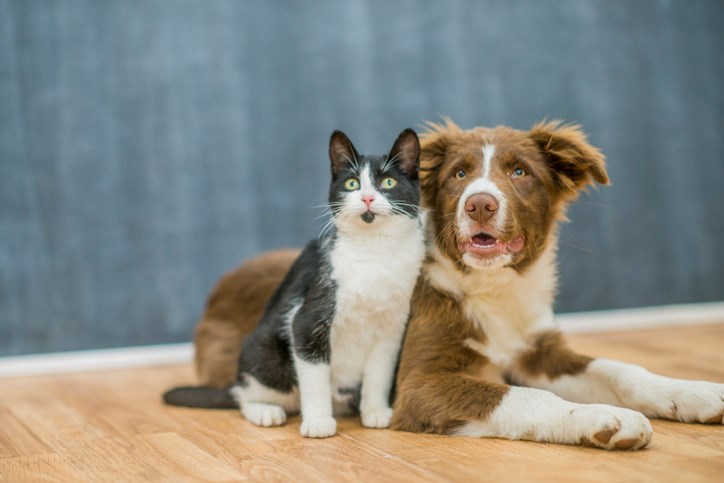 cat and dog stock getty images