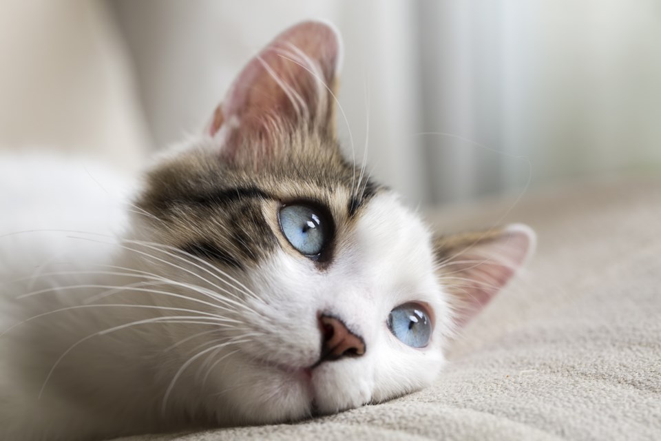 cat lounging stock