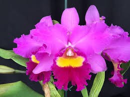 cattleya-orchid