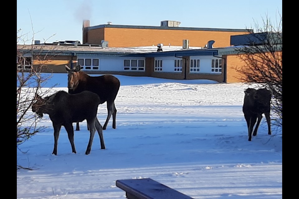 Three moose were spotted earlier this month in the town limits at Central Butte, pictured here with Centra Butte School in the background.