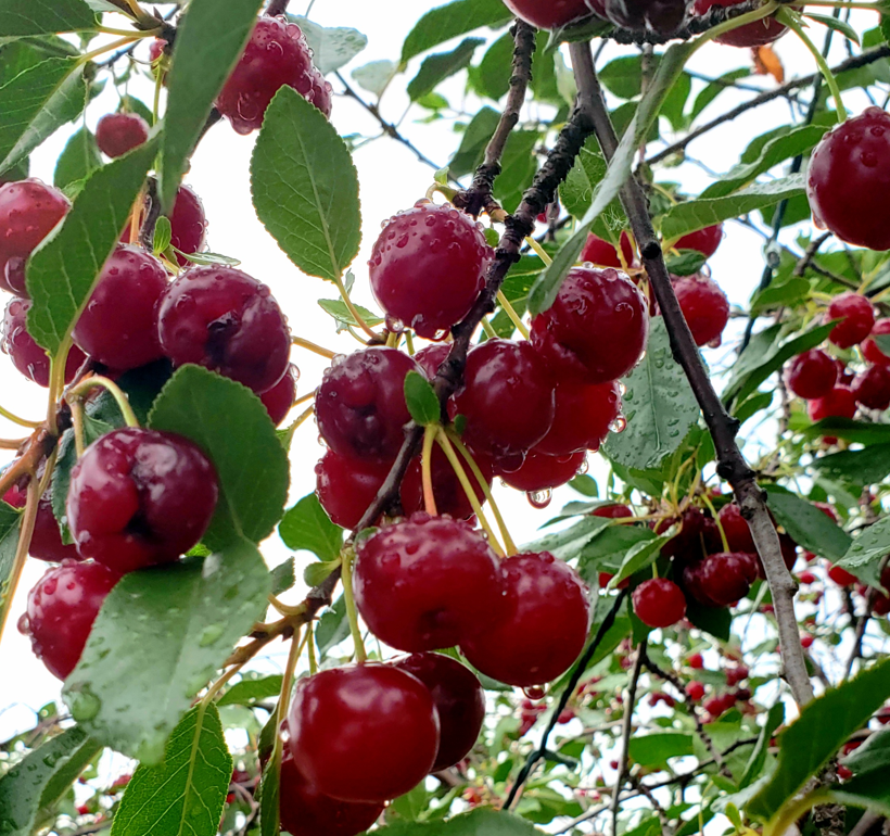 cherries