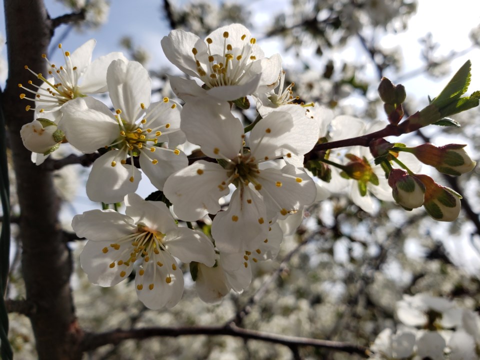 cherry-blossoms