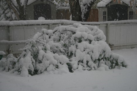 cherry-tree-snowstorm