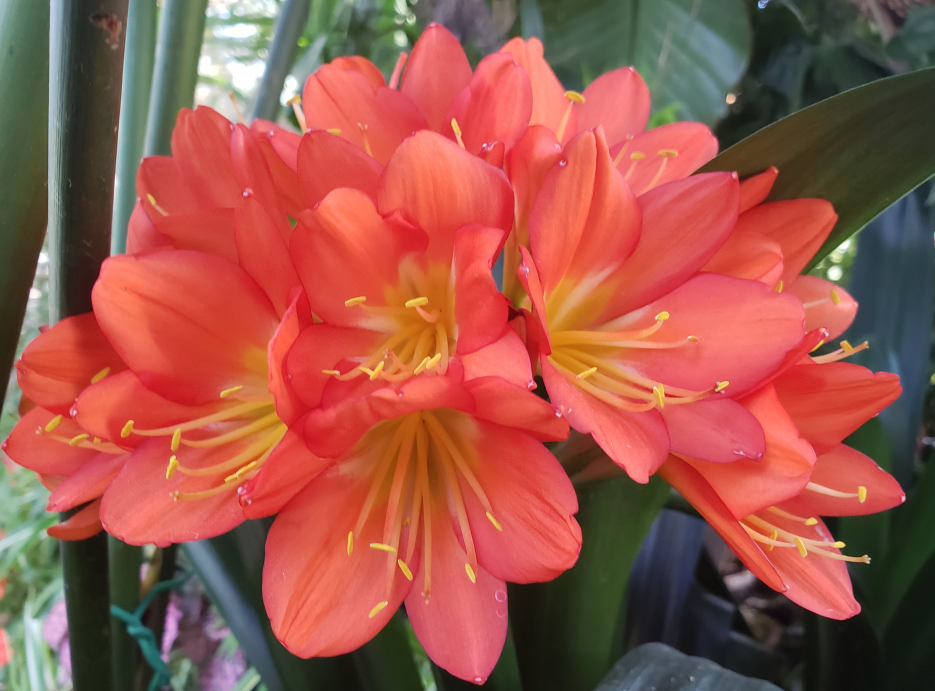 clivia