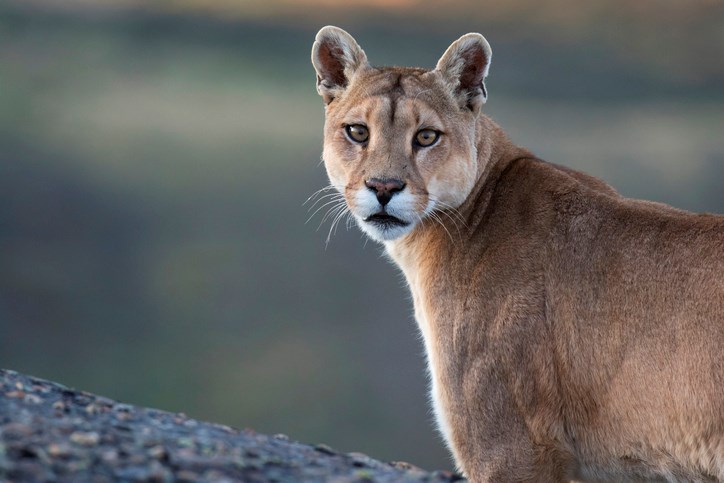 cougar getty images