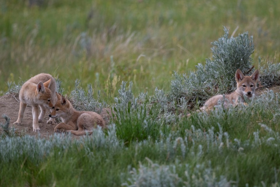 Coyote pups_JLB3600hires