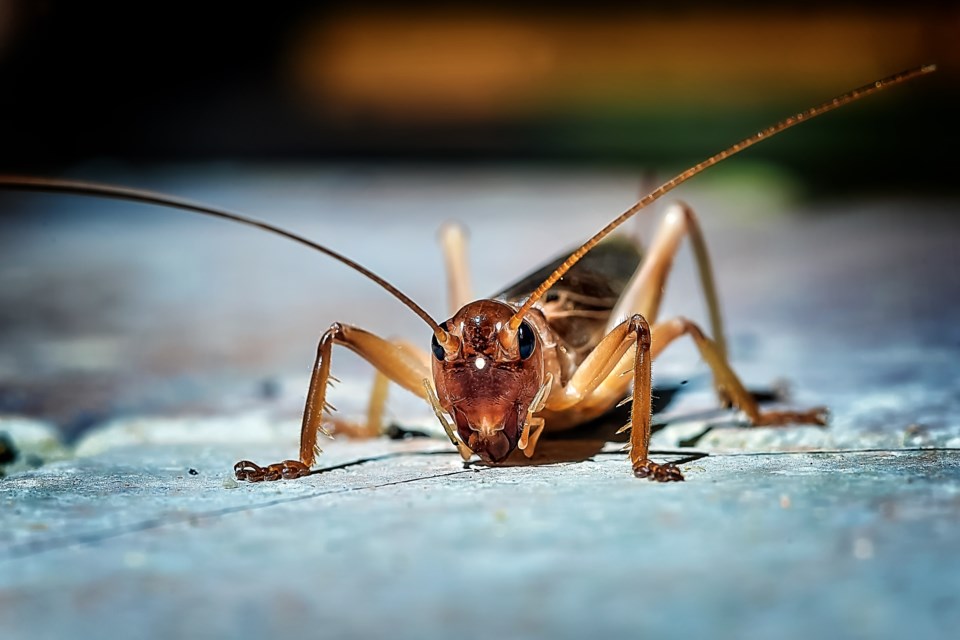 cricket getty images