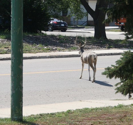 Deer on road