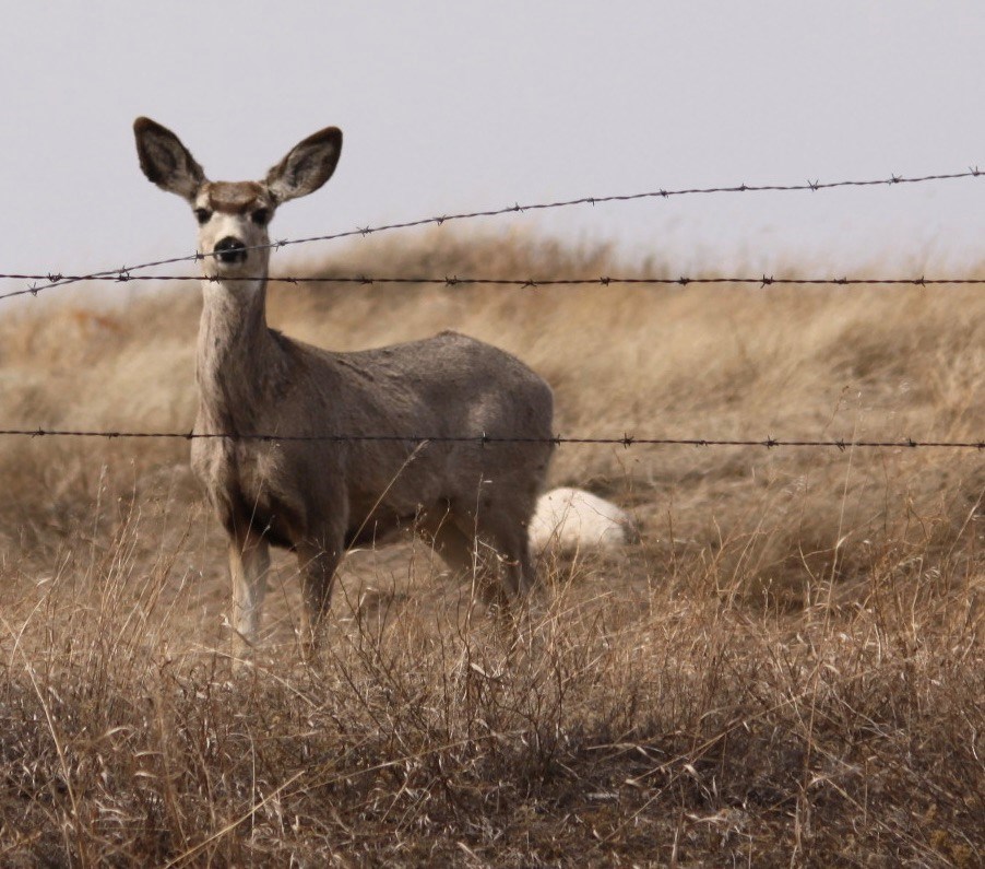deer-ron-walter