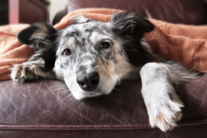 dog lying down on couch getty images
