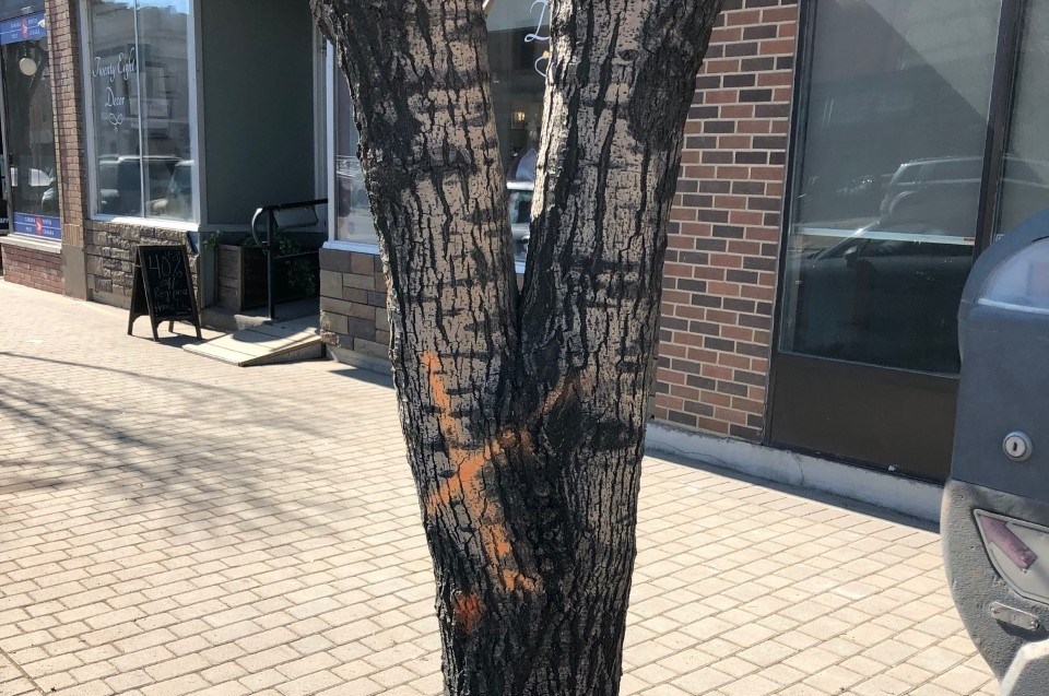 downtown tree to be removed 2019
