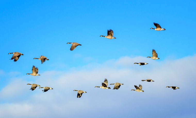 flock of geese getty images