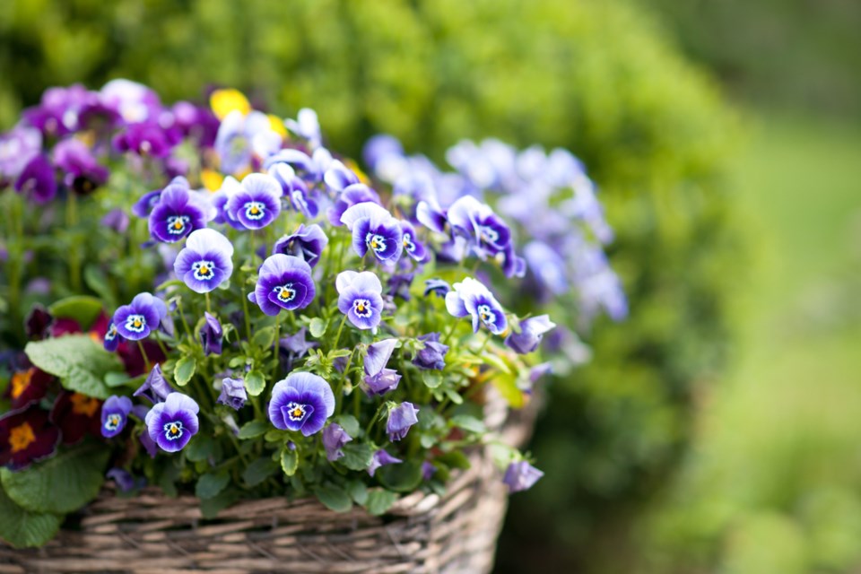 flowers shutterstock