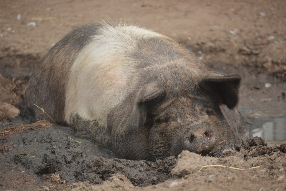 Gracie the pig enjoys a relaxing mud bath at Free to Be Me Animal Sanctuary near Moose Jaw. File photo