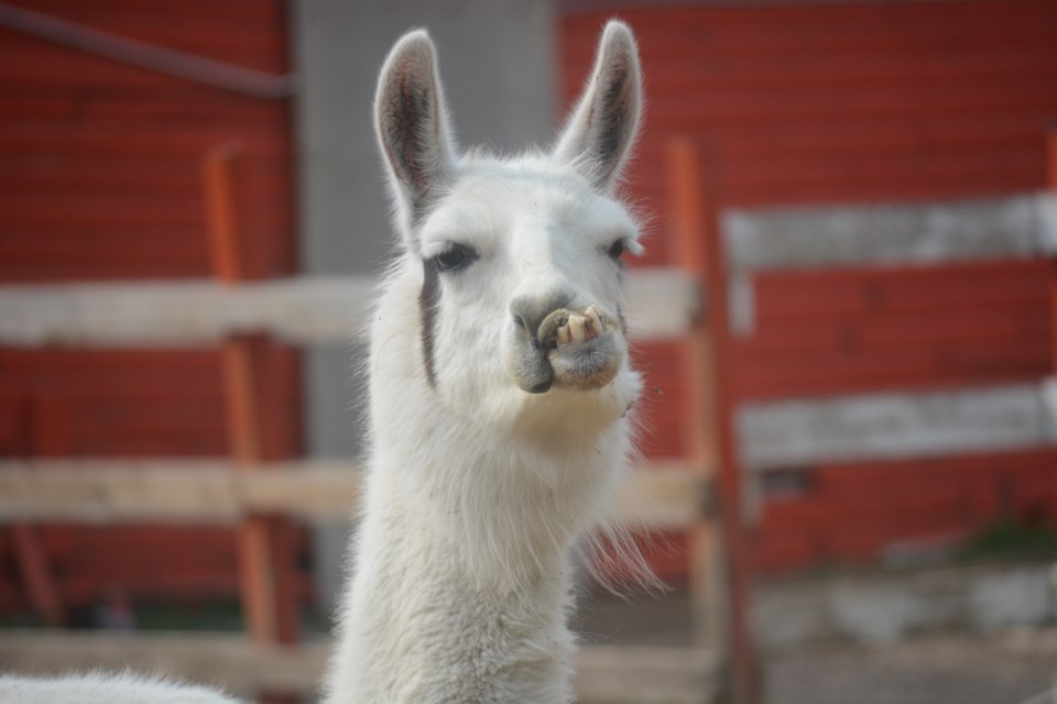 Sunshine the llama “grins” in welcome, at Free to Be Me Animal Sanctuary, which is seeking volunteers to help them recover from the financial impact of the COVID-19 pandemic.