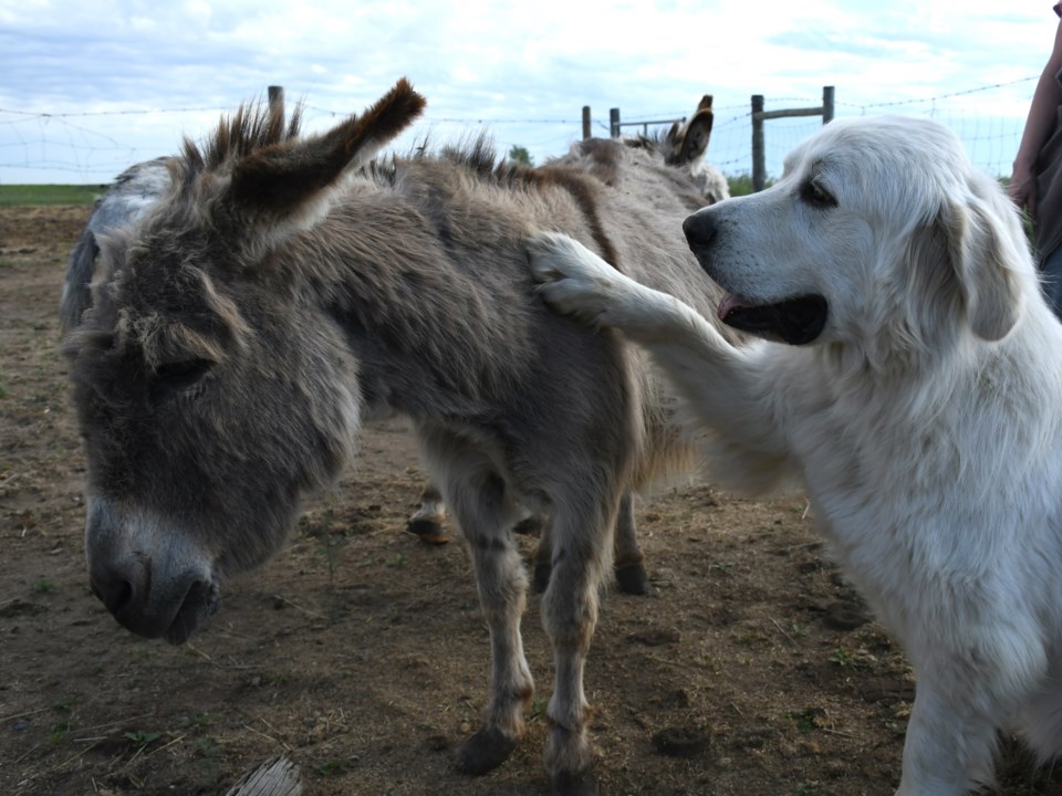 sanctuary-dog-hug