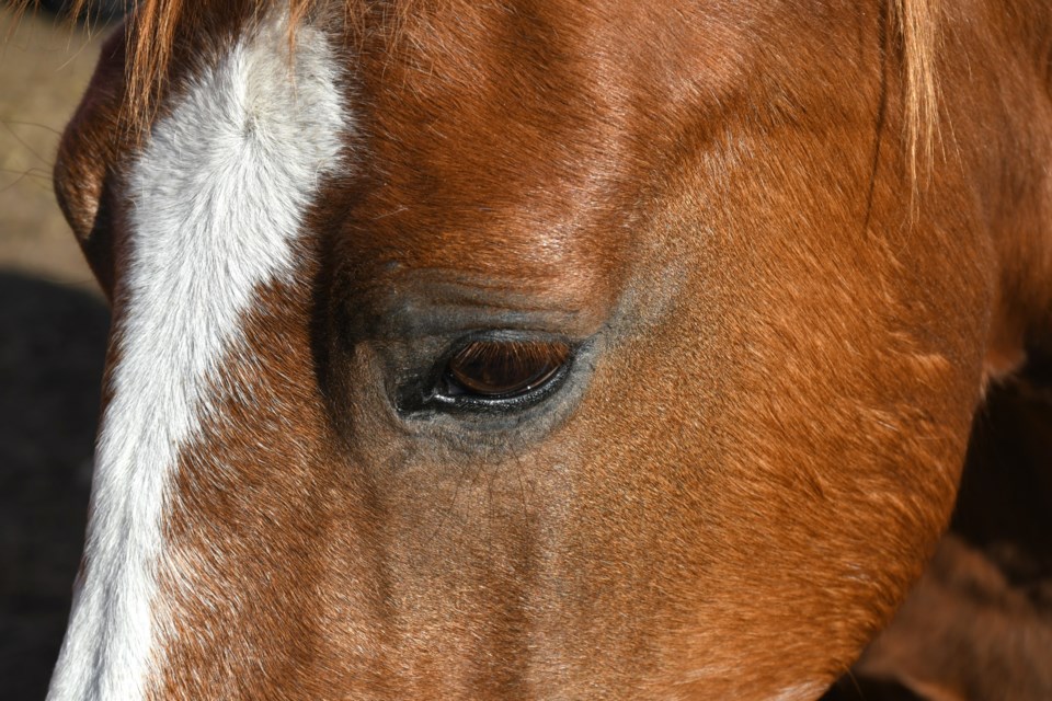 Bree found her home at the sanctuary after being rescued from an abusive upbringing. Her eyes speak volumes about her traumatic past.