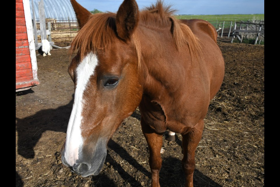 Bree found her home at the sanctuary after being rescued from an abusive upbringing.