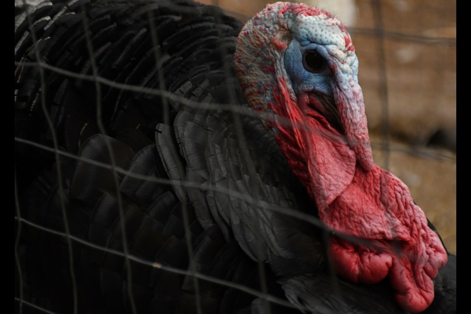 Junior the turkey is beautiful -- in his own way.