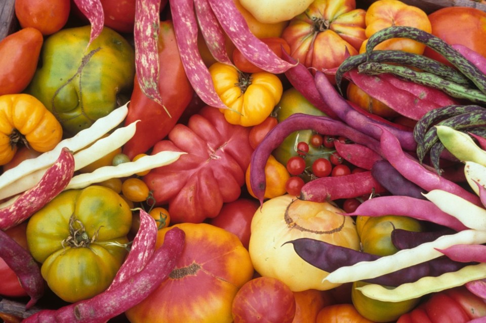 garden-harvest