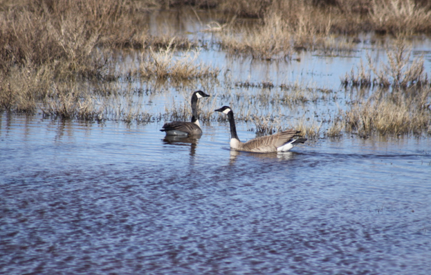 geese